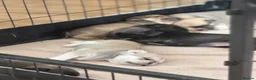 Pug dogs for sale: Beautiful Home-Reared Pug Puppies  Ready 25th June - Advert 7