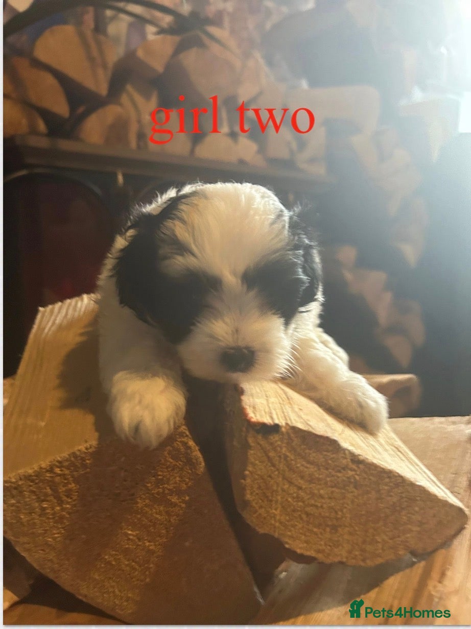 Maltipoo dogs     🐾 Mini Maltipoo Puppies for Sale  - Advert 2