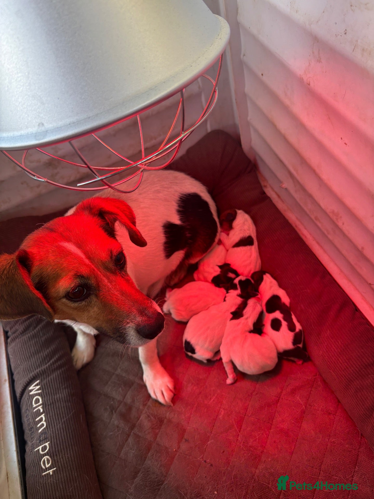 Jack Russell dogs 6 beautiful Jack russle puppies  - Advert 3