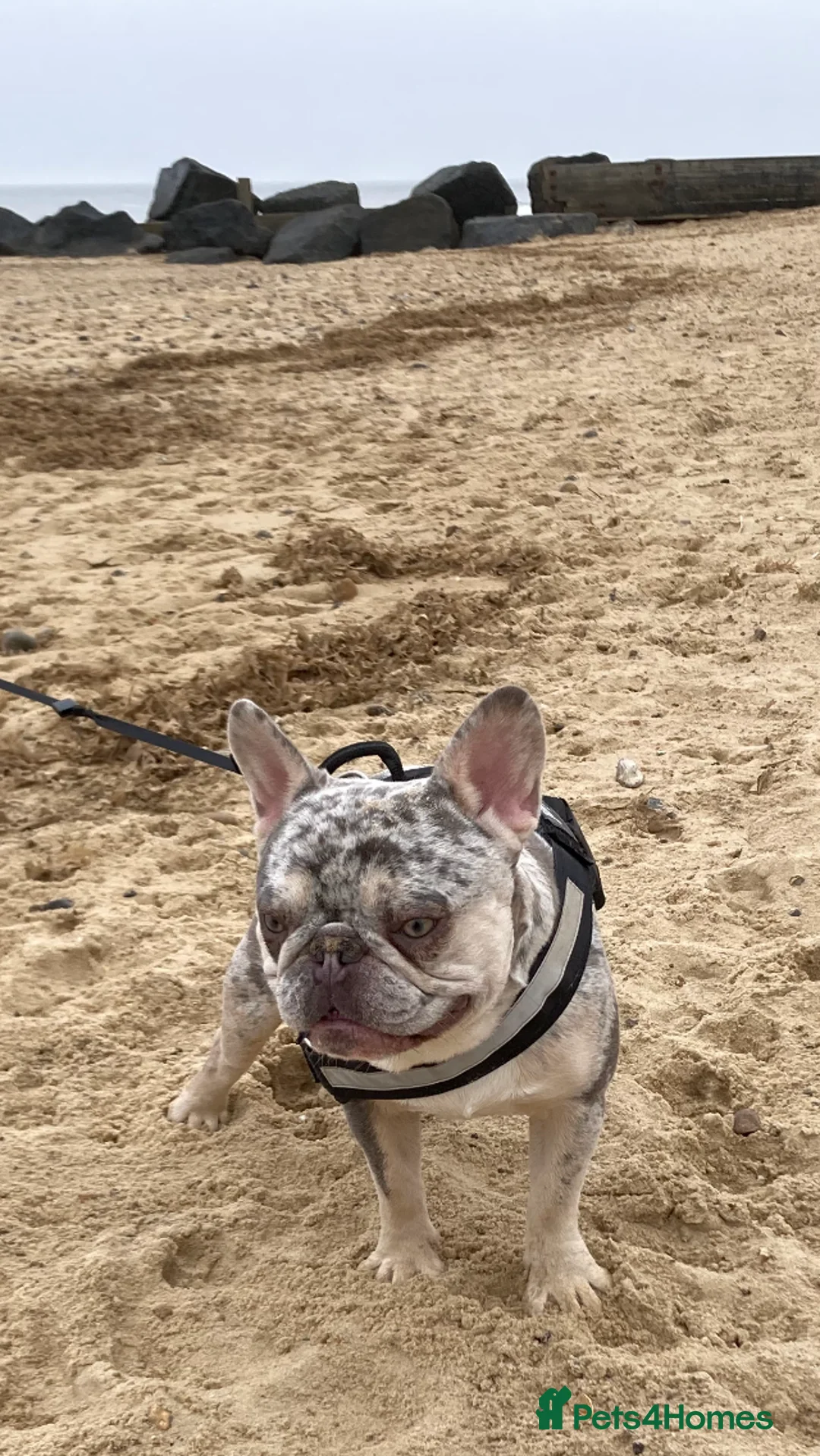 French Bulldog dogs for stud: Lilac merle French bulldog for stud  in Stevenage - Advert 6