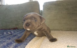 Staffordshire Bull Terrier dogs for sale: Blue Staffie Pups - Image 9