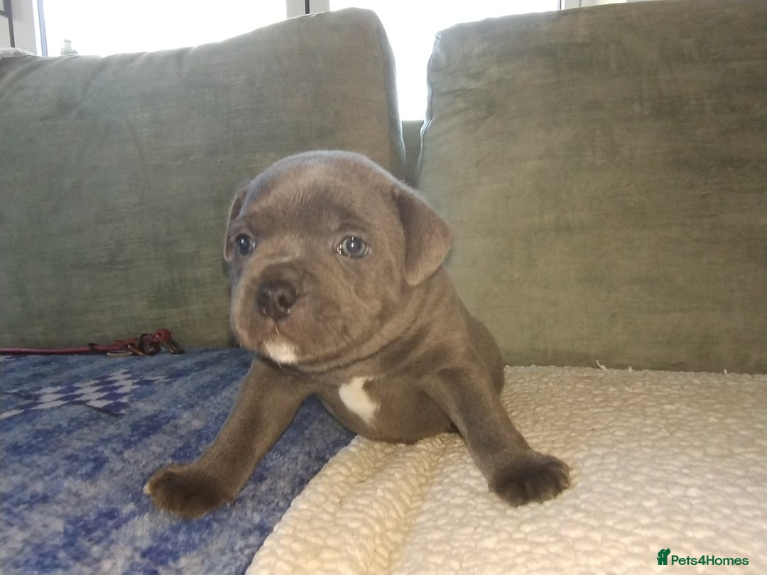Staffordshire Bull Terrier dogs for sale: Blue Staffie Pups - Image 9