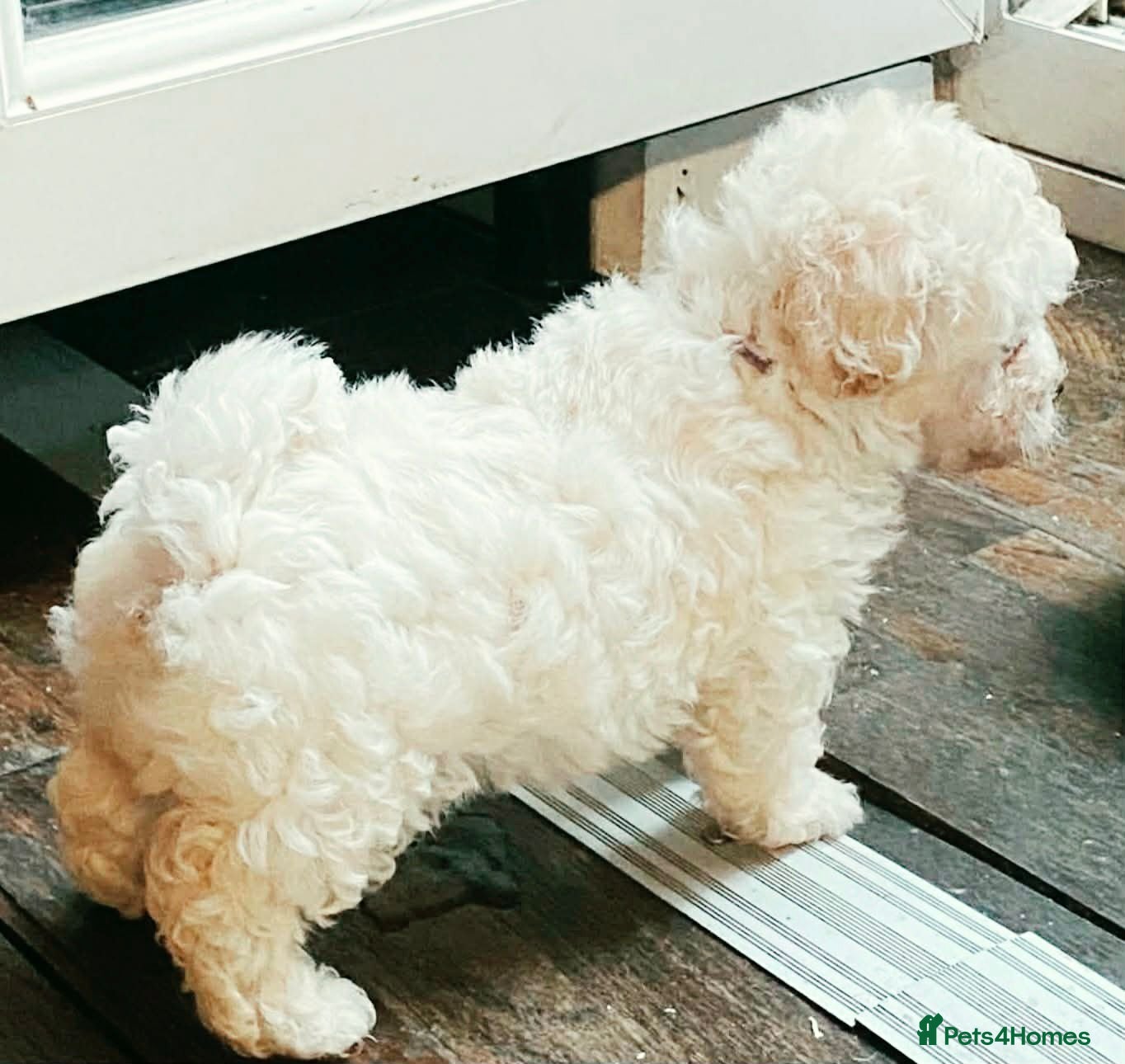 Cavapoochon dogs A beautiful Cavapoochon girl reade to leave now  - Advert 11