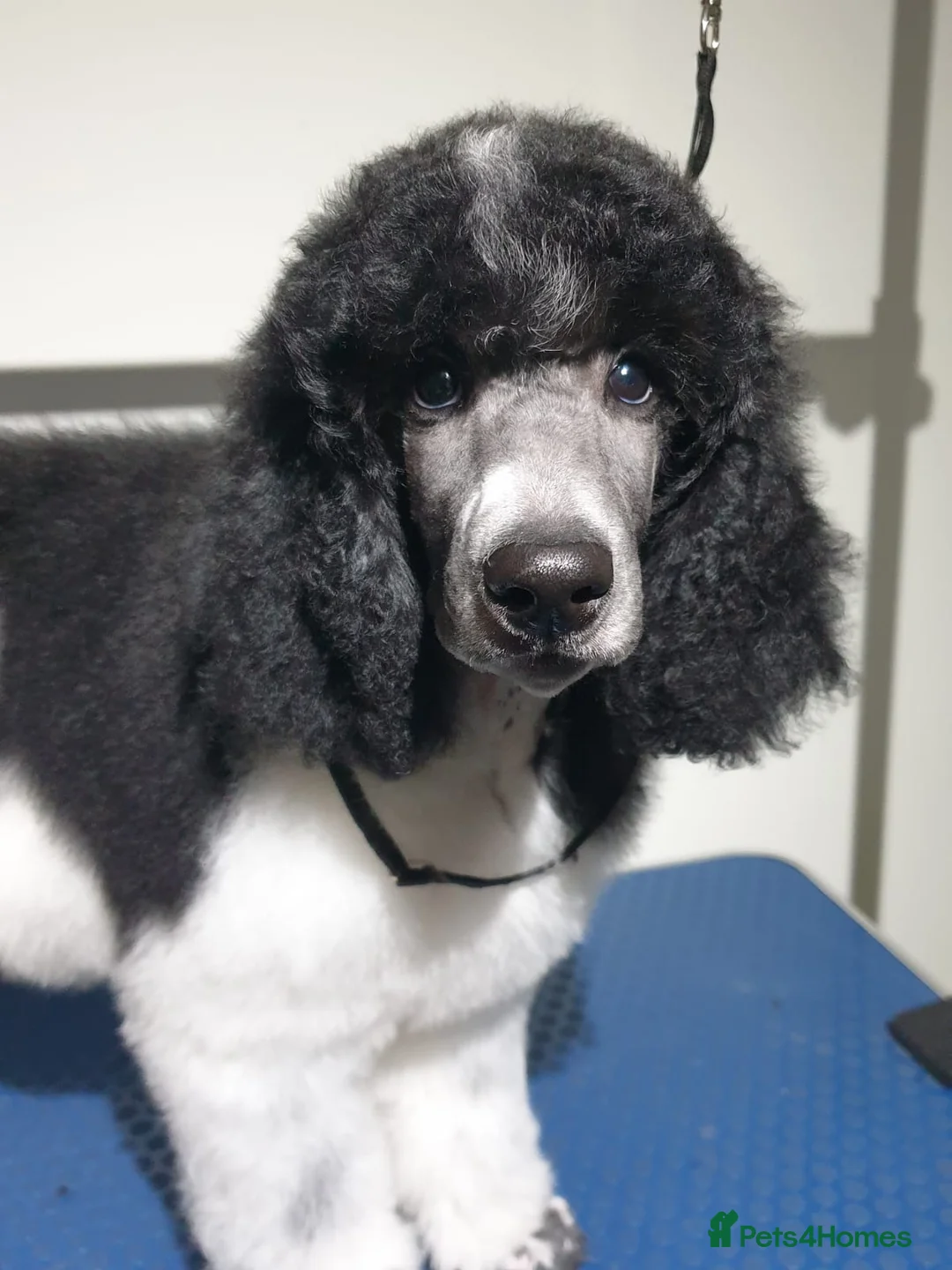 Standard Poodle dogs for stud: Silver standard poodle  in Wakefield - Advert 9