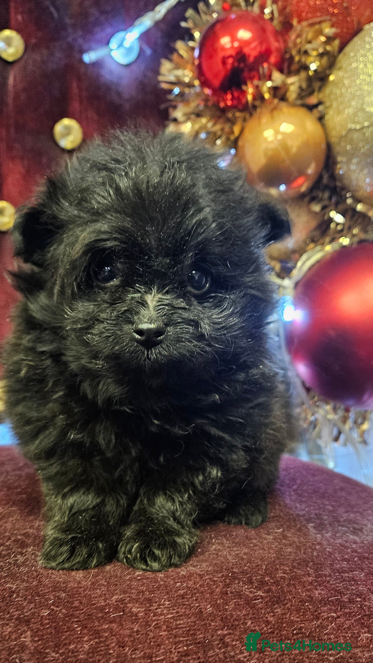 Pomapoo dogs Pompoo puppies  - Advert 2