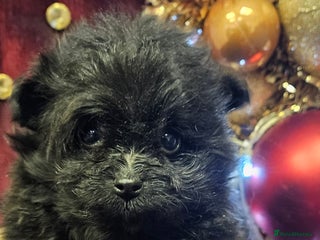 Pomapoo dogs Pompoo puppies - Advert 3