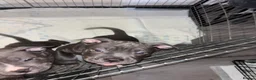American Bully dogs for sale: Pocket bully puppies  - Advert 8