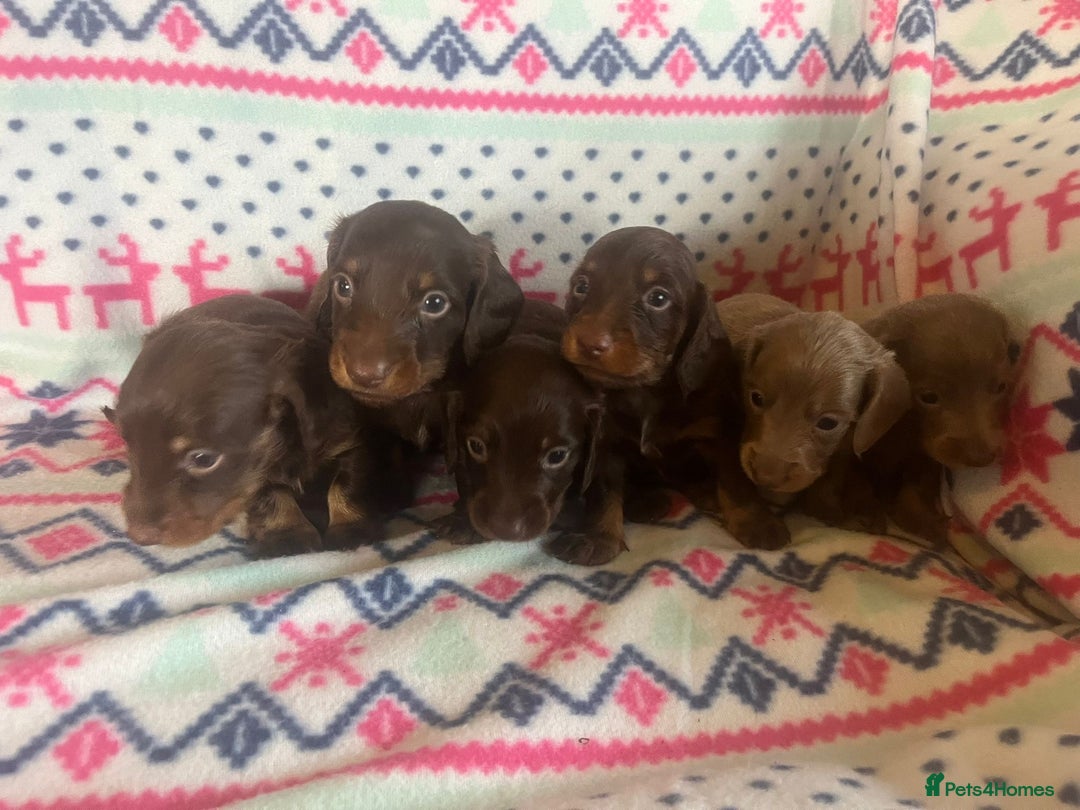 Miniature Dachshund dogs for sale: Miniature dachshund puppies  - Advert 15
