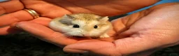 Hamster rodents for sale: Hundred Acre Hamster Rescue  - Advert 2
