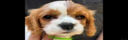 Cavalier King Charles Spaniel dogs for sale: Cavalier King Charles Spaniel Puppies  - Advert 3