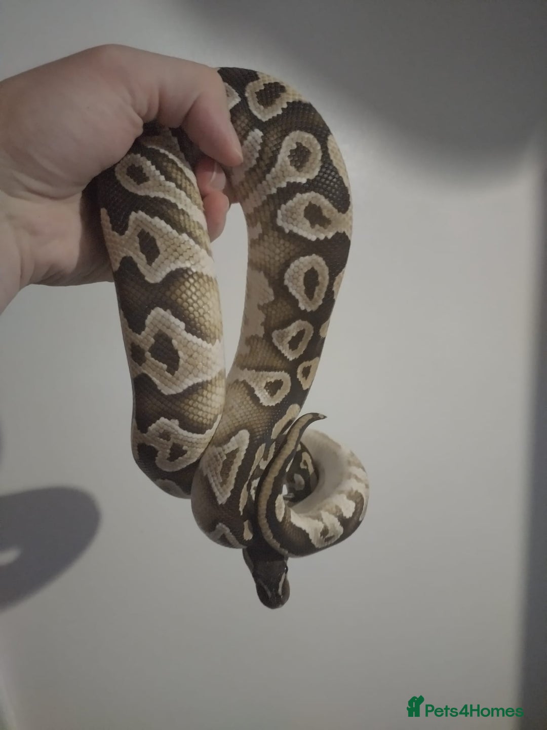 Python Snake reptiles for sale: Royal python  - Image 3