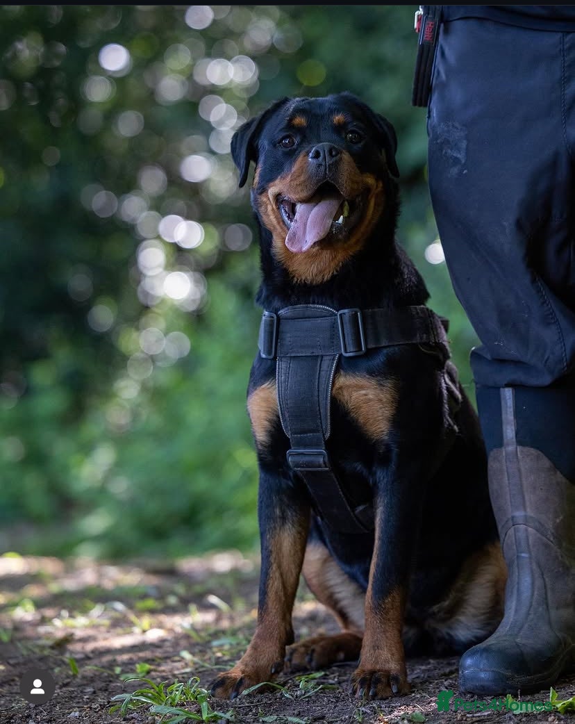 Rottweiler dogs STUNNING FEMALE AVAILABLE  - Advert 1
