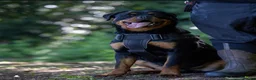 Rottweiler dogs for sale: STUNNING FEMALE AVAILABLE  in Coventry - Advert 1