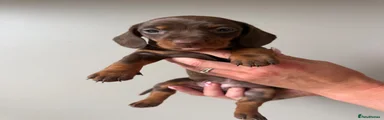 Miniature Dachshund 1