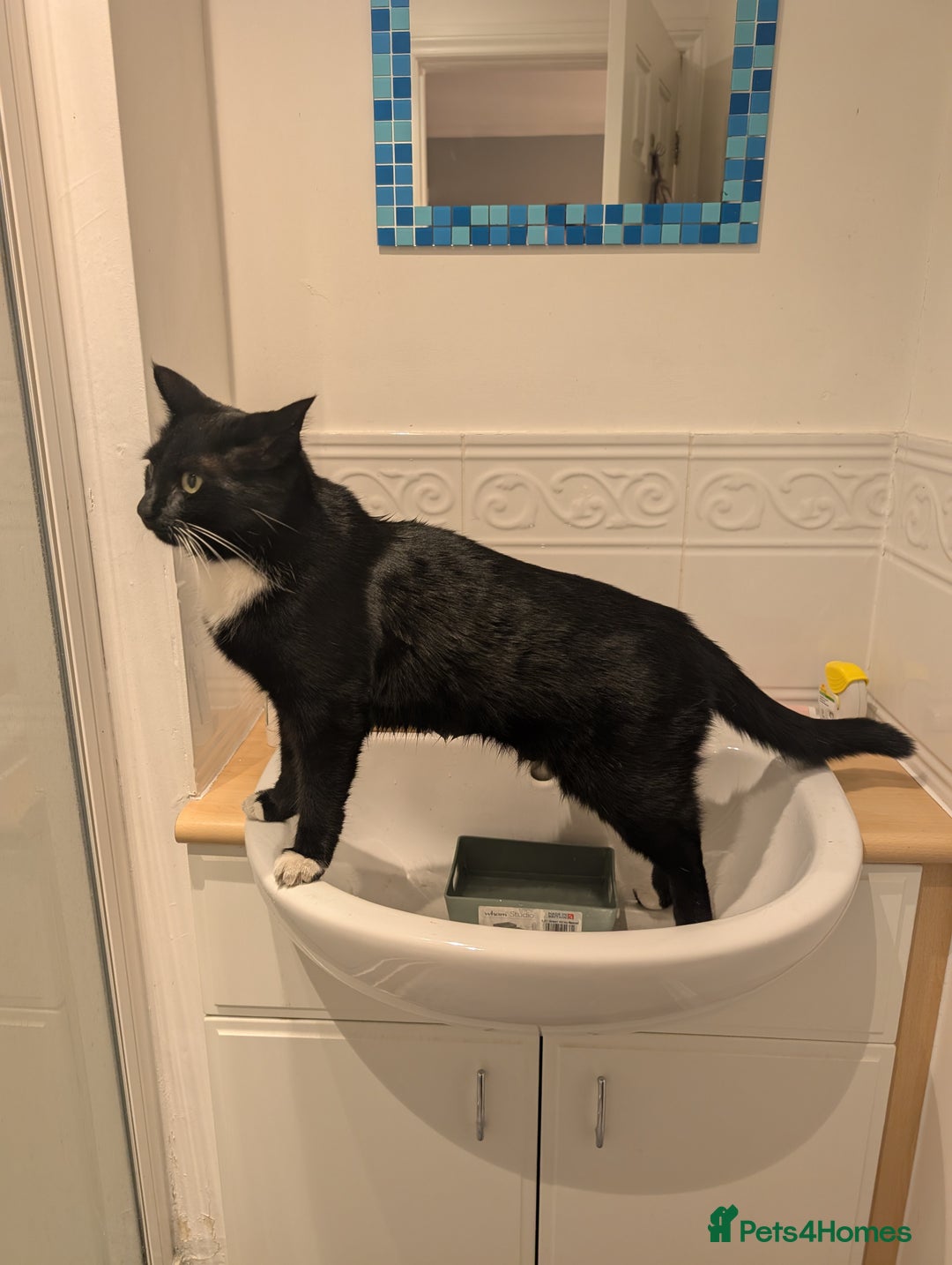 British Shorthair cats for sale: 2 year old black and white cat - Image 5