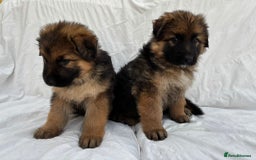 German Shepherd dogs for sale: 4 Stunning German Shepherd Puppies - Image 4