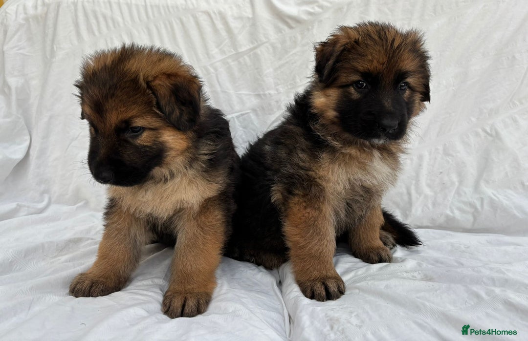 German Shepherd dogs for sale: 4 Stunning German Shepherd Puppies - Image 4