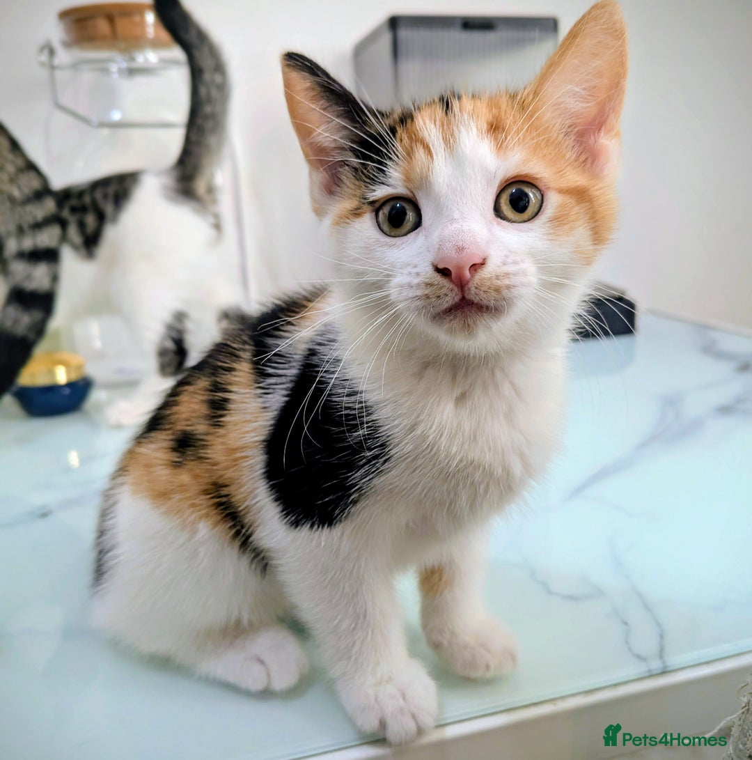 American Shorthair cats for sale: Cute American Shorthair kittens, 2M and 2F - Advert 6