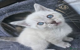 Maine Coon cats for sale: Beautiful kittens 😸  - Image 3