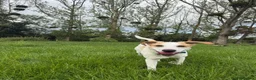 Mixed Breed dogs for adoption: Milo Is a 9 month old pointer cross in Cheltenham - Advert 3