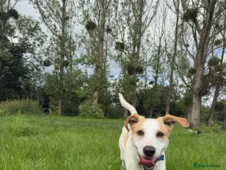Mixed Breed dogs Milo Is a 9 month old pointer cross - Advert 6