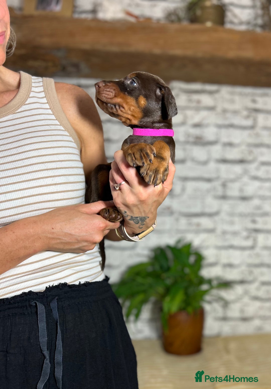 Dobermann dogs for sale: Dobermann puppies Champion bloodline, kc reg - Image 32