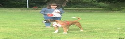 Boxer dogs for stud: Boxer stud dog in Barnsley - Advert 5