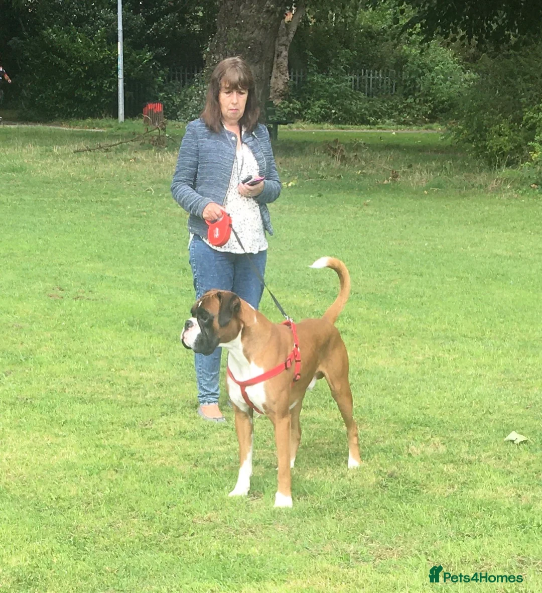Boxer dogs for stud: Boxer stud dog in Barnsley - Advert 5