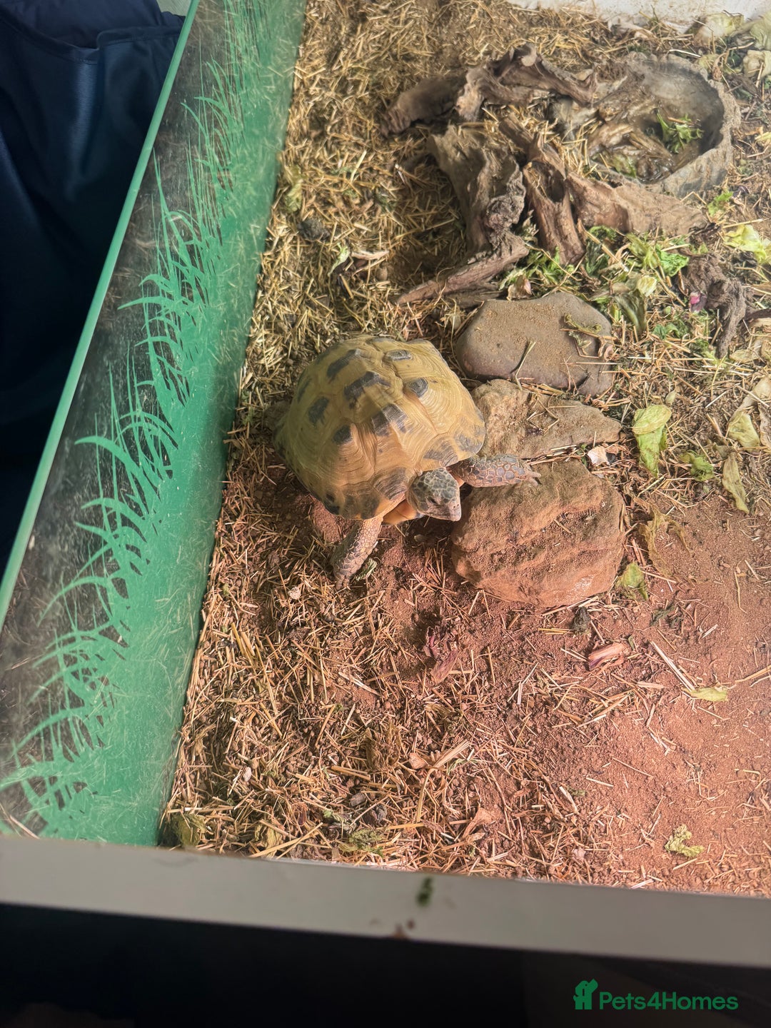 Tortoise reptiles for sale: 7 years old Horsefield tortoise +  table & stand  - Advert 1