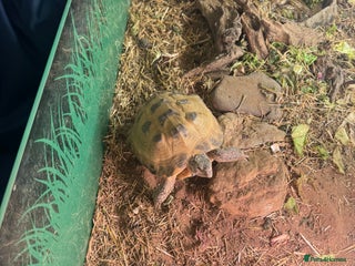 Tortoise reptiles 7 years old Horsefield tortoise + table & stand - Advert 1