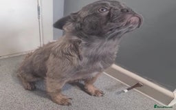 French Bulldog dogs for sale: 🐾  KLASSY BULLZ - KLASSY PUPZ 🐾  in Beckenham - Image 16