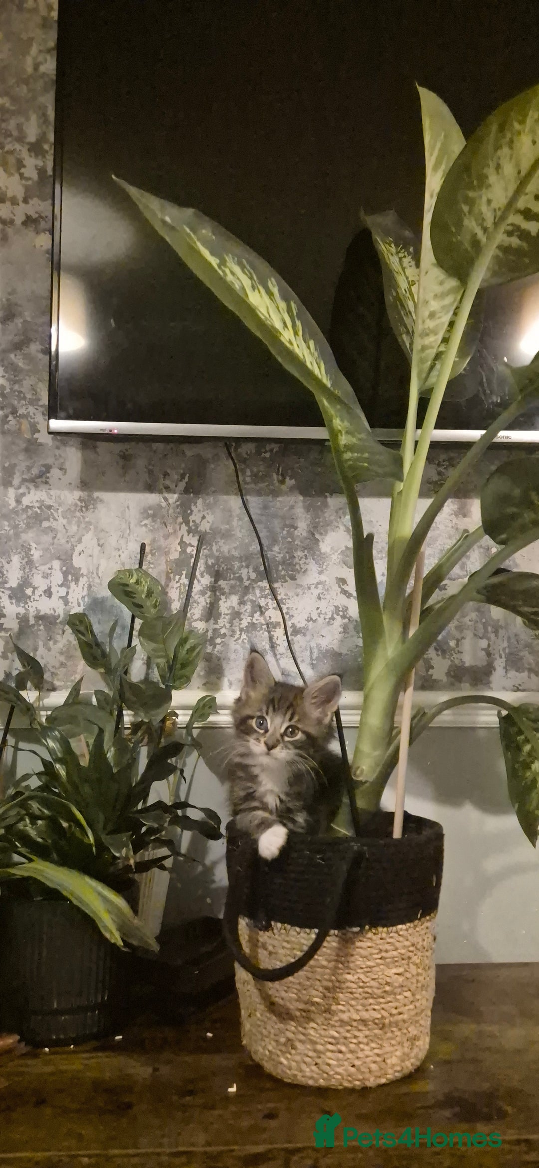 Maine Coon cats for sale: GCCF registered Pedigree Maine Coon Kittens - Advert 13