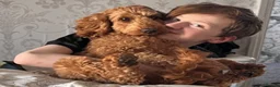 Cockapoo dogs for sale: Merle cockapoos - Advert 1