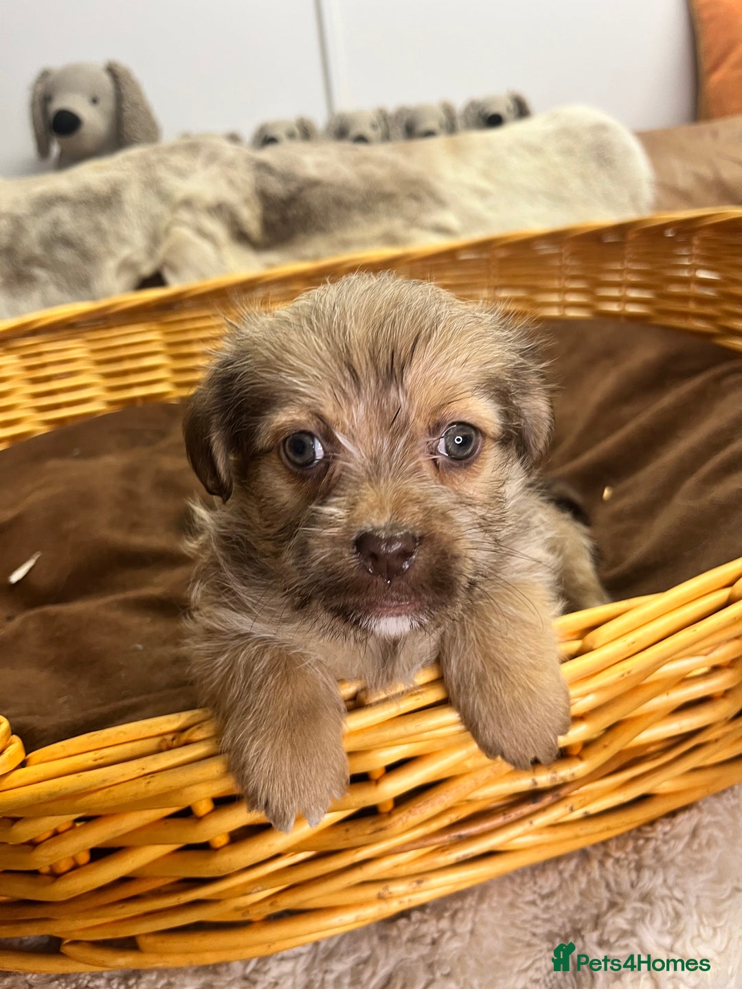 Jack Russell dogs for sale: Beautiful Broken Coated  - Advert 13