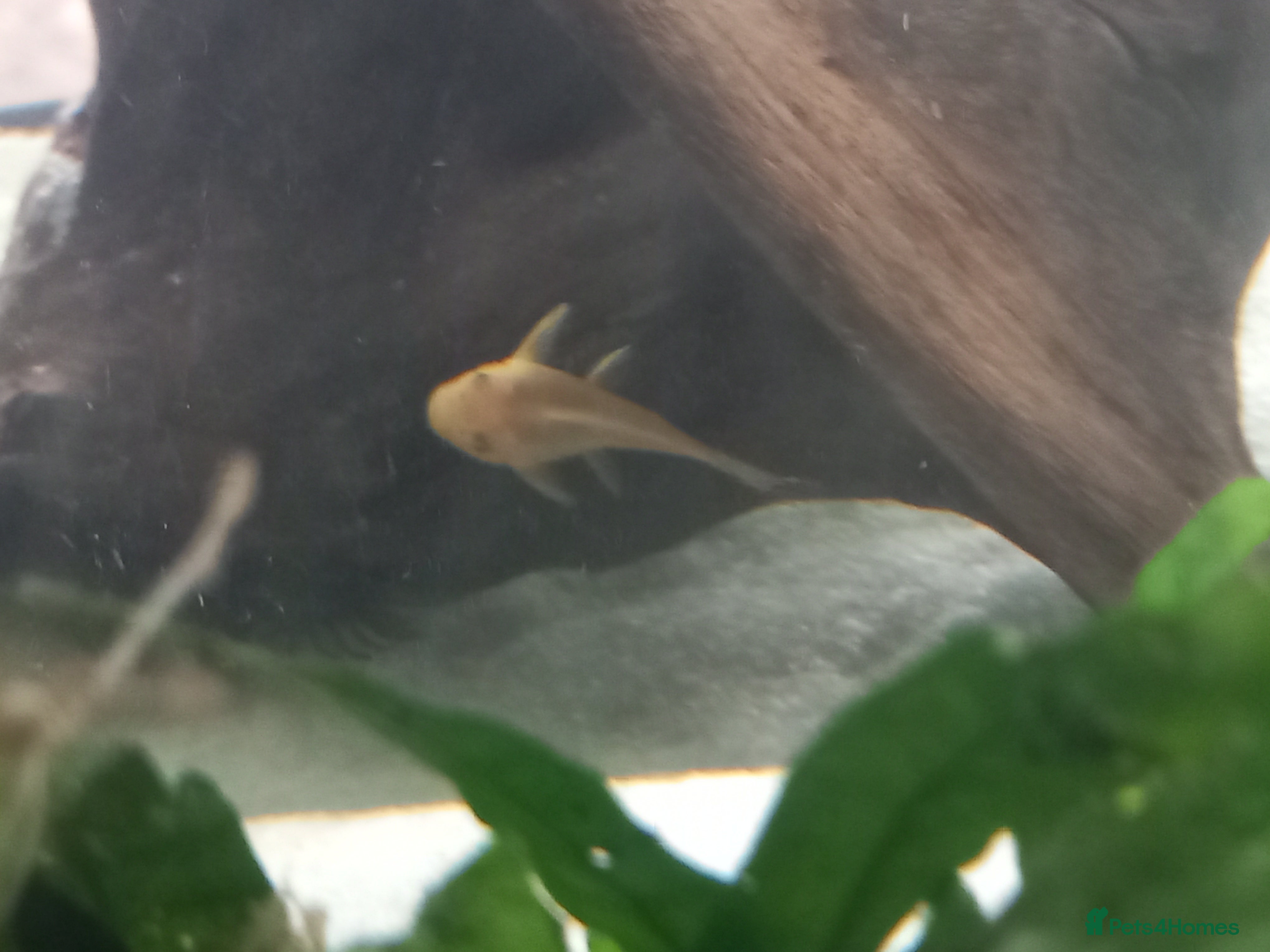 Plecos fish Bristlenose & Green Phantom, guppies, shrimps. - Advert 6