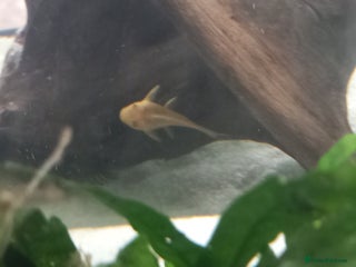 Plecos fish - Advert 1