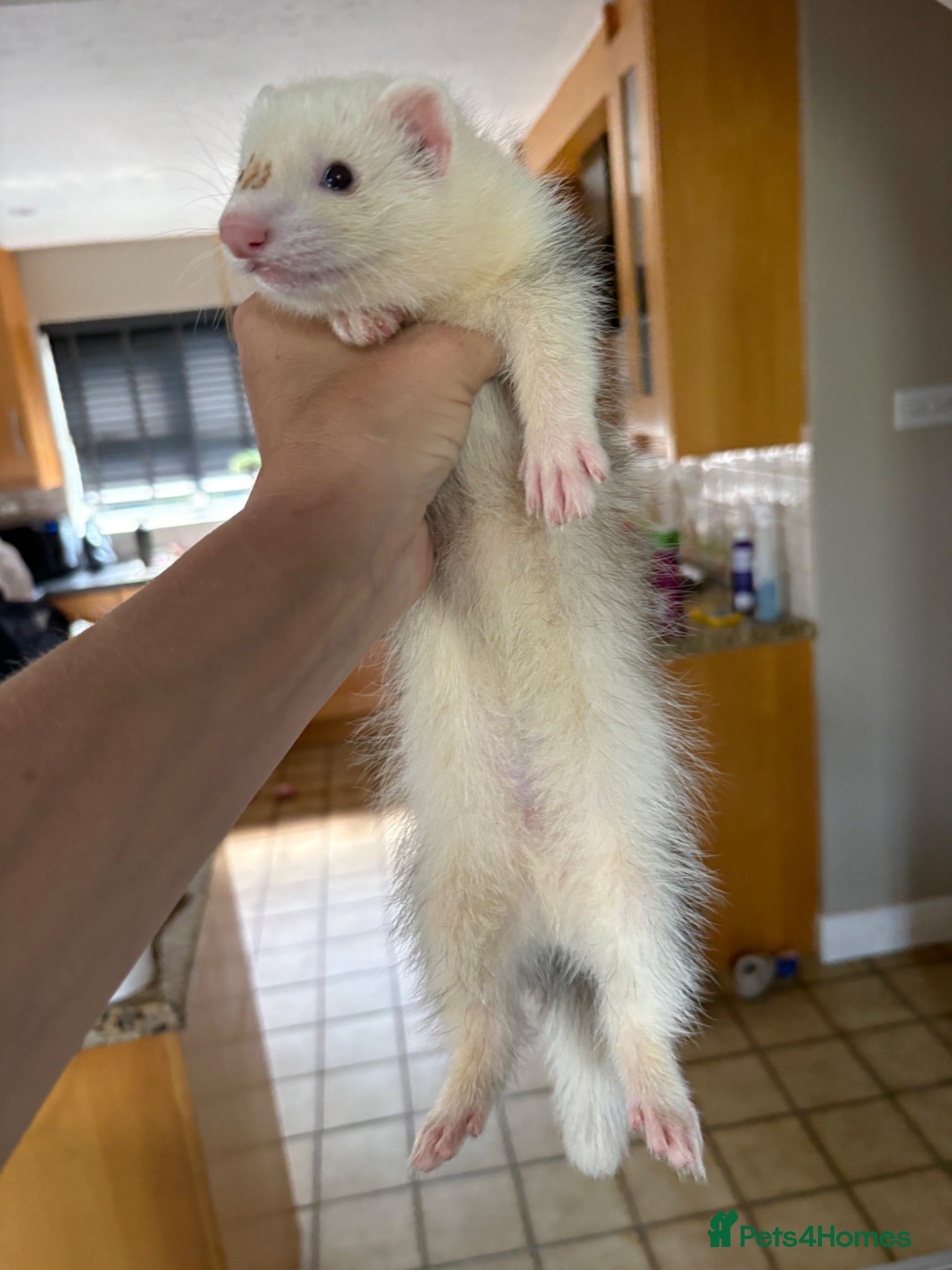 Ferret rodents 2 hobs - Advert 6