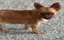 Chihuahua dogs for sale: Winnie - Image 5