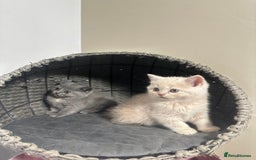 Scottish Fold cats for sale: Gorgeous Scottish kittens available  - Image 10