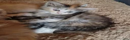 Mixed Breed cats for sale: mix Mainecoon - female - Advert 16