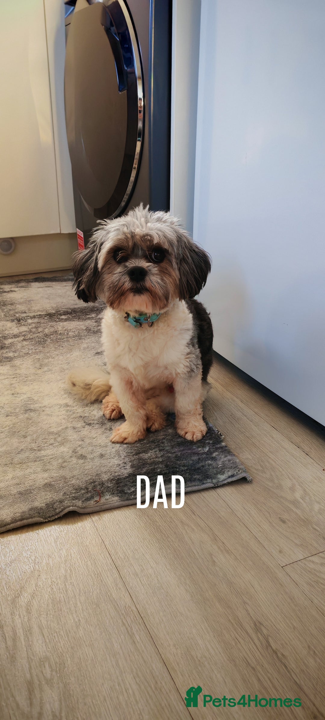 Shih Tzu dogs for sale: Beautiful full breed fluffy Shih Tzu boy  - Advert 3
