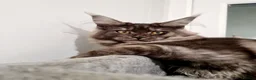 Maine Coon cats for sale: Maine coon  - Advert 3
