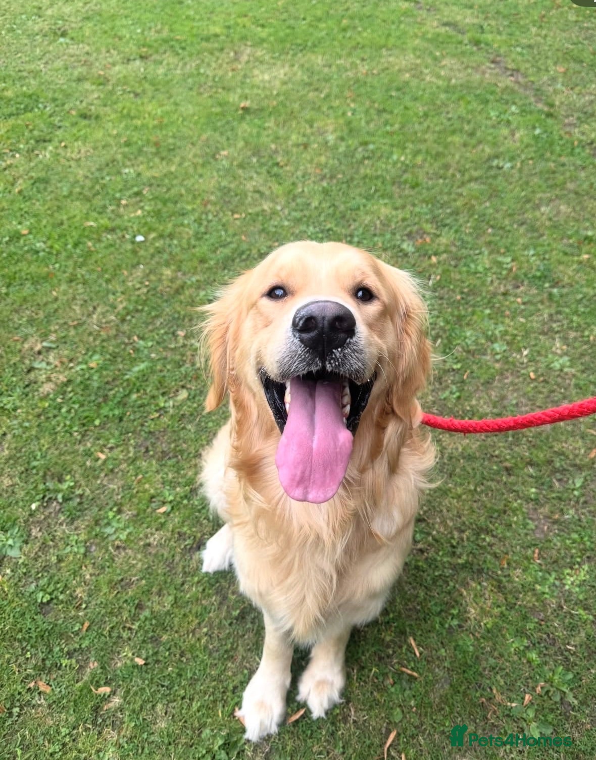 Golden Retriever dogs Bailey FULL KC  - Advert 3