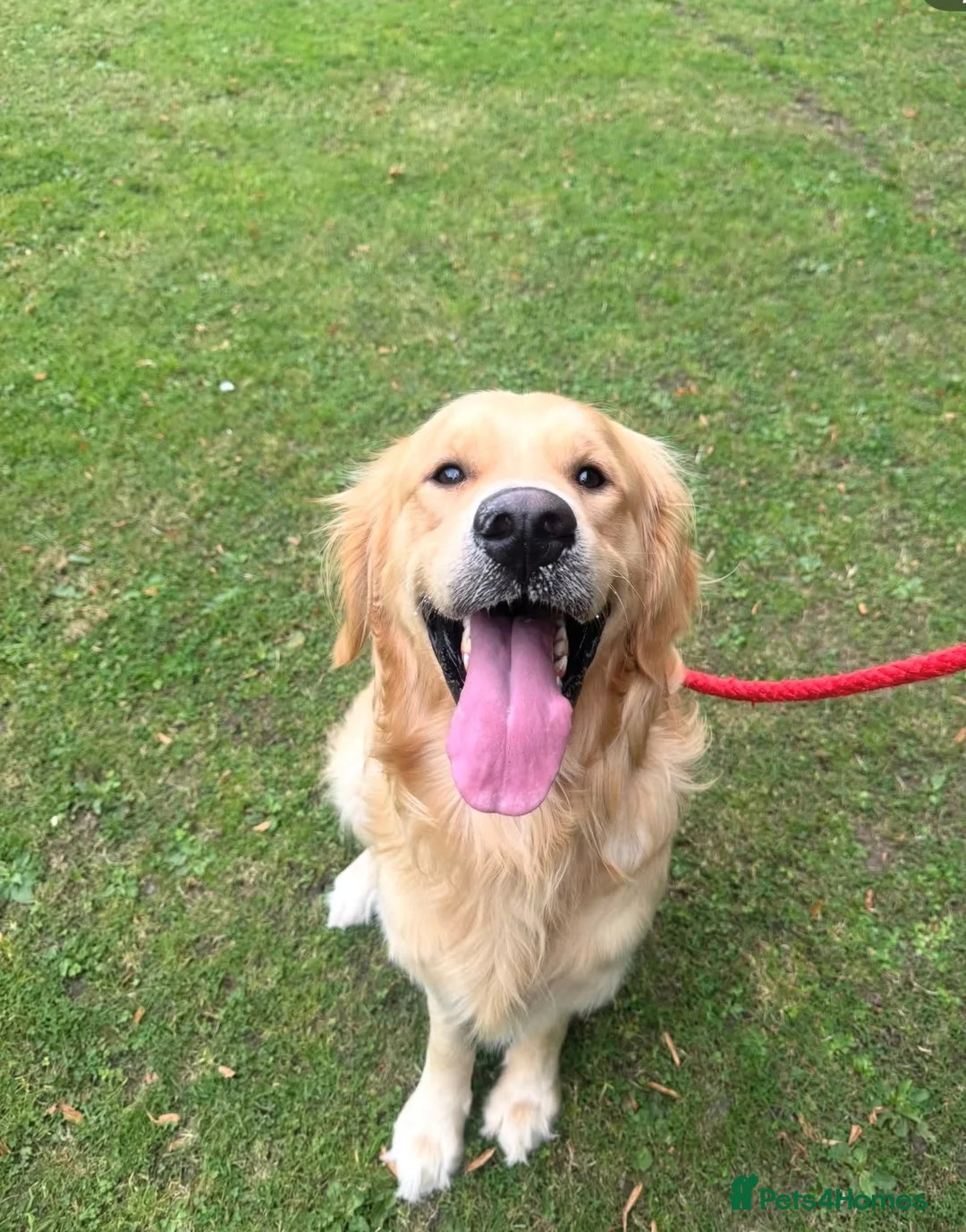 Golden Retriever dogs for sale: Bailey FULL KC  - Advert 1