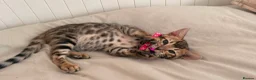 Bengal cats for sale: Tica Registered Bengal Kittens - Snow and Brown - Advert 10