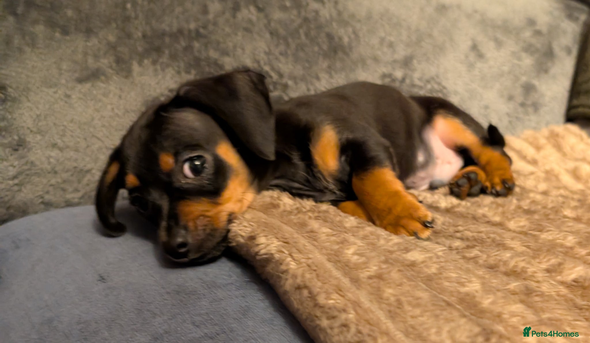 Chiweenie dogs for stud: Stud dog - Advert 4