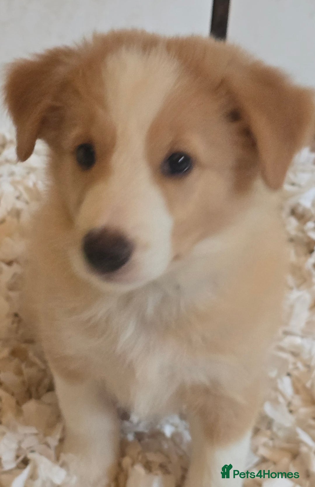 Border Collie dogs for sale: STUNNING GOLD/BLONDE KC REG BORDER COLLIES - Image 1