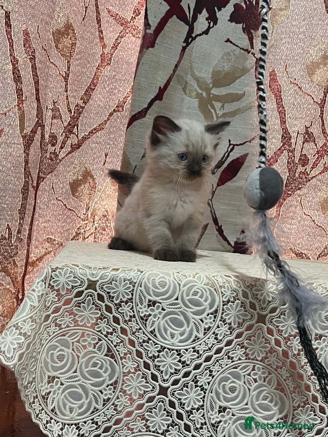 Ragdoll cats for sale: Cute ragdoll🌹🤎 - Image 13