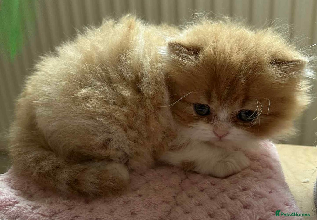 British Shorthair cats for sale: British Shorthair Pedigree Kittens - Image 15