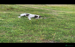 Mixed Breed dogs for sale: staffy cross lurcher - Image 2